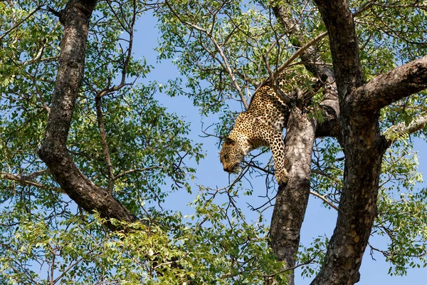 Female Leopard Coming Out Tree Sabi Sands Game Reserve Greater — Stock fotografie