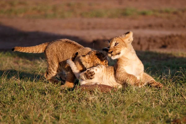 在肯尼亚的Masai Mara野生动物保护区里奔跑和玩耍的狮子宝宝 — 图库照片