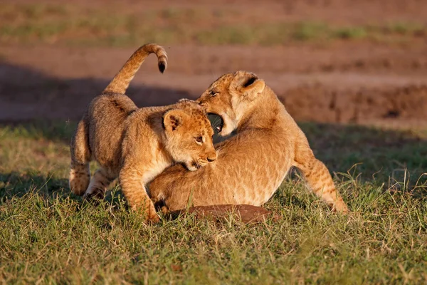 在肯尼亚的Masai Mara野生动物保护区里奔跑和玩耍的狮子宝宝 — 图库照片