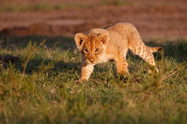 Lion Cub Running Playing Masai Mara Game Reserve Kenya — Fotografia de Stock