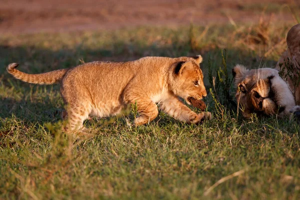 Lion Cub Running Playing Masai Mara Game Reserve Kenya —  Fotos de Stock