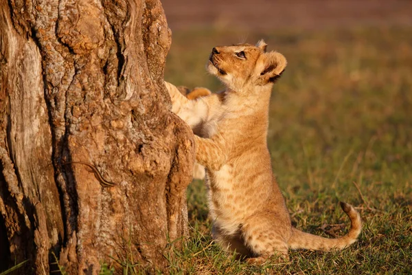 Lwie Młode Biegają Bawią Się Rezerwacie Masai Mara Kenii — Zdjęcie stockowe