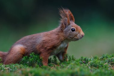 Hollanda 'nın güneyindeki ormanda yiyecek arayan Avrasya kızıl sincabı (Sciurus vulgaris).