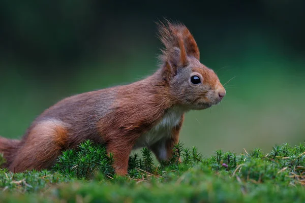 Hollanda 'nın güneyindeki ormanda yiyecek arayan Avrasya kızıl sincabı (Sciurus vulgaris).