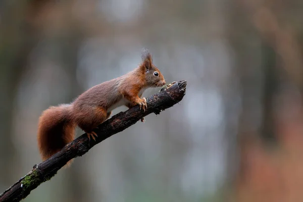 Eurazjatycka Wiewiórka Czerwona Sciurus Vulgaris Poszukuje Pożywienia Lesie Południu Holandii — Zdjęcie stockowe