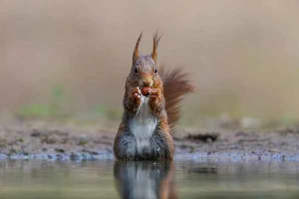 Eurasisches Rothörnchen Sciurus Vulgaris Auf Nahrungssuche Wald Süden Der Niederlande — Stockfoto