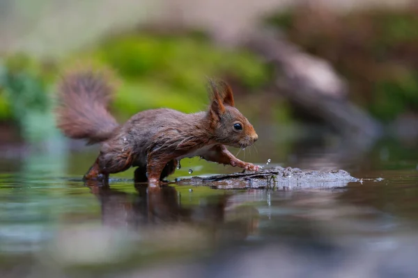 Eurazjatycka Wiewiórka Czerwona Sciurus Vulgaris Poszukuje Pożywienia Lesie Południu Holandii — Zdjęcie stockowe