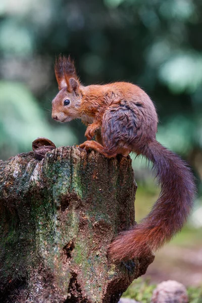 Eurasian Red Squirrel Sciurus Vulgaris Searching Food Forest South Netherlands — Stock Photo, Image