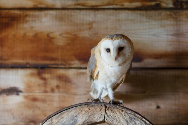 Hollanda 'nın Gelderland kentindeki eski bir ahırda (Tyto alba) baykuş..