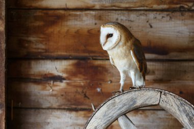 Hollanda 'nın Gelderland kentindeki eski bir ahırda (Tyto alba) baykuş..