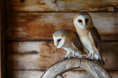 Hollanda 'nın Gelderland kentindeki eski bir ahırda (Tyto alba) baykuş..