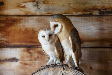 Barn owl (Tyto alba) in an old barn in Gelderland in the Netherlands.