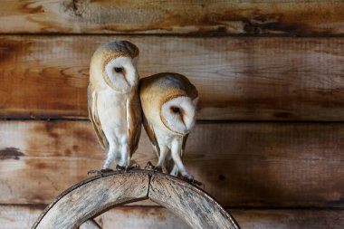 Hollanda 'nın Gelderland kentindeki eski bir ahırda (Tyto alba) baykuş..