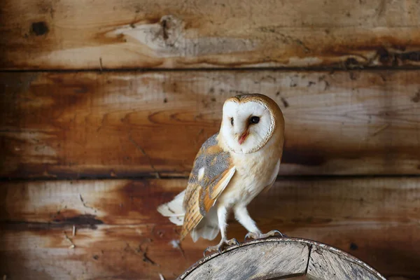 Hollanda 'nın Gelderland kentindeki eski bir ahırda (Tyto alba) baykuş..