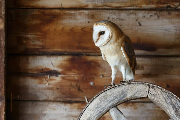 Hollanda 'nın Gelderland kentindeki eski bir ahırda (Tyto alba) baykuş..