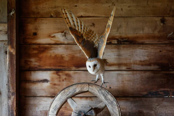 Hollanda 'nın Gelderland kentindeki eski bir ahırda (Tyto alba) baykuş..