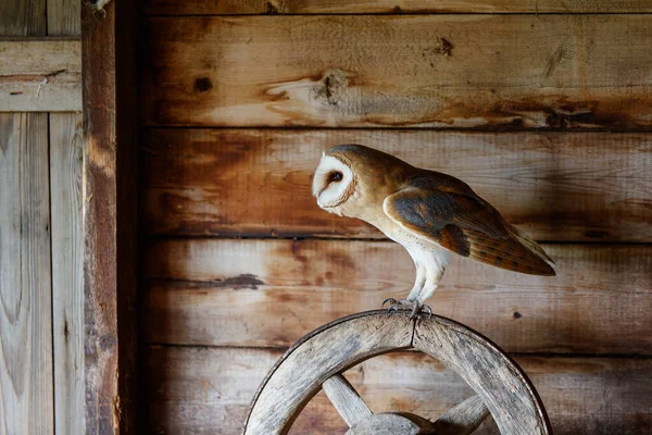 Barn Owl Tyto Alba Old Barn Gelderland Netherlands — Stock fotografie