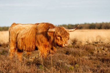 Hollanda 'nın Gelderland kentindeki Ulusal Park' ta yürüyen ve otlayan İskoç Higlander veya İskoç sığırı (Bos taurus taurus)..                         