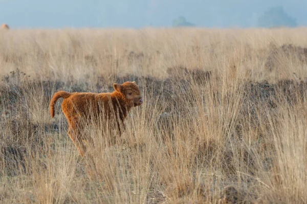 Scottish Higlander Highland Cow Cattle Bos Taurus Taurus Walking Grazing — стокове фото