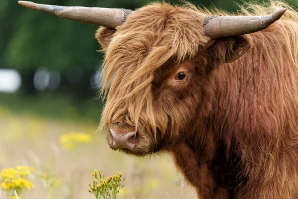 Hollanda 'nın Gelderland kentindeki Ulusal Park' ta yürüyen ve otlayan İskoç Higlander veya İskoç sığırı (Bos taurus taurus)..                         