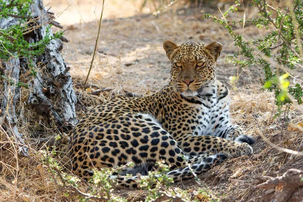 Leopard Panthera Pardus Resting Grooming Dry Riverbed Mashatu Game Reserve — Stok fotoğraf
