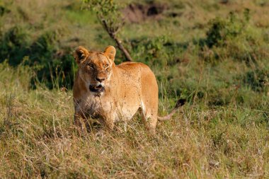 Kenya 'daki Masai Mara Ulusal Rezervi' nde bir sürü sinekle yürüyen dişi aslan.