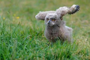 Hollanda 'nın Gelderland kentindeki bir çayırda yürüyen sevimli Avrupa Kartal Baykuşu (Bubo bubo)..
