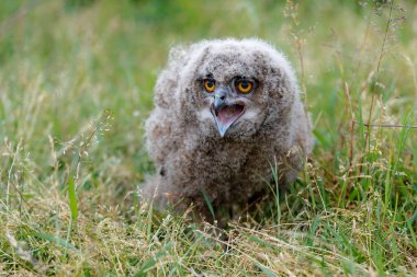 Hollanda 'nın Gelderland kentindeki bir çayırda yürüyen sevimli Avrupa Kartal Baykuşu (Bubo bubo)..