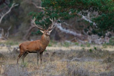 Kızıl geyik (Cervus elaphus), Hollanda 'daki Ulusal Park Hoge Veluwe ormanındaki bir çalılık arazide çiftleşme mevsiminde baskın davranışlar sergiliyor.