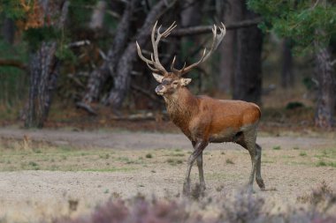 Kızıl geyik (Cervus elaphus), Hollanda 'daki Ulusal Park Hoge Veluwe ormanındaki bir çalılık arazide çiftleşme mevsiminde baskın davranışlar sergiliyor.