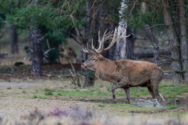 Kızıl geyik (Cervus elaphus), Hollanda 'daki Ulusal Park Hoge Veluwe ormanındaki bir çalılık arazide çiftleşme mevsiminde baskın davranışlar sergiliyor.