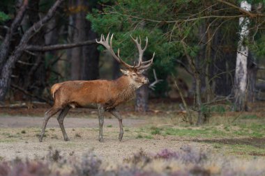 Kızıl geyik (Cervus elaphus), Hollanda 'daki Ulusal Park Hoge Veluwe ormanındaki bir çalılık arazide çiftleşme mevsiminde baskın davranışlar sergiliyor.