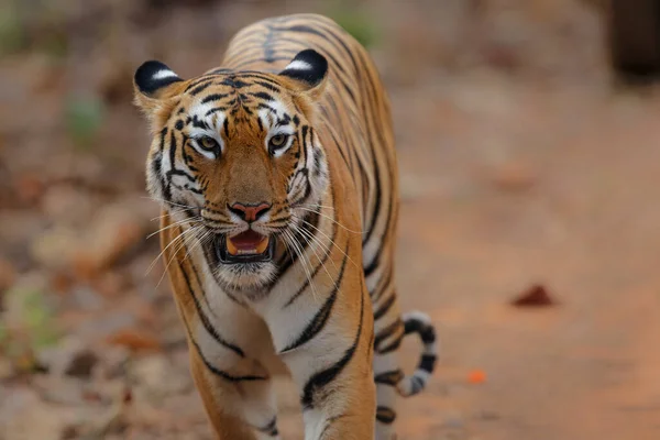 Tigre Fêmea Caminhando Parque Nacional Tadoba Índia — Fotografia de Stock