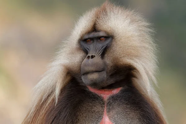 Portrait Male Galada Baboon Sometimes Called Bleeding Heart Monkey Red — Stok Foto