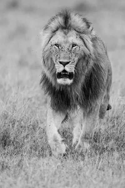 Dominant Male Lion Black White Walking Plains Masai Mara Game — 스톡 사진