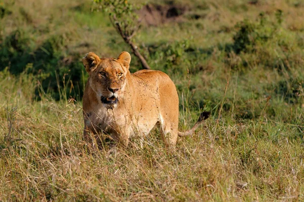 Lwica Mnóstwem Much Spacerujących Rezerwacie Narodowym Masai Mara Kenii — Zdjęcie stockowe