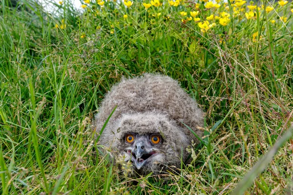 Симпатичный Молодой Европейский Орел Bubo Bubo Гуляющий Мясорубке Голландском Городе — стоковое фото