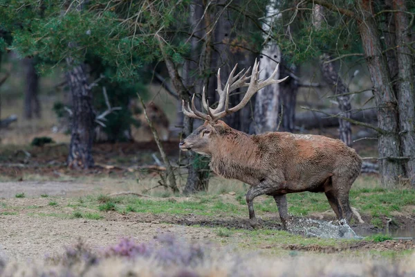 Kızıl geyik (Cervus elaphus), Hollanda 'daki Ulusal Park Hoge Veluwe ormanındaki bir çalılık arazide çiftleşme mevsiminde baskın davranışlar sergiliyor.