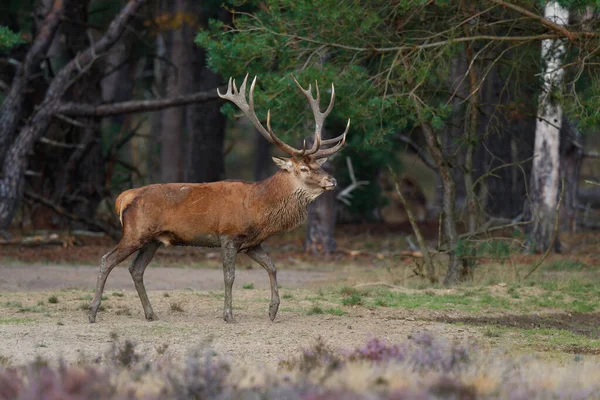 Kızıl geyik (Cervus elaphus), Hollanda 'daki Ulusal Park Hoge Veluwe ormanındaki bir çalılık arazide çiftleşme mevsiminde baskın davranışlar sergiliyor.