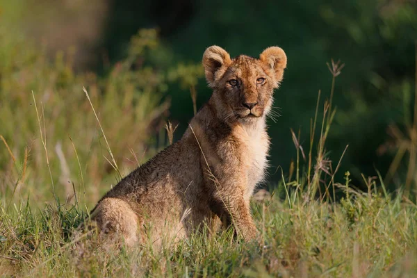 Lion Cub Hanging Close Mother Masai Mara National Reserve Kenya — Fotografia de Stock