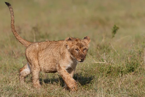 Lion Cub Hanging Close Mother Masai Mara National Reserve Kenya — Fotografia de Stock