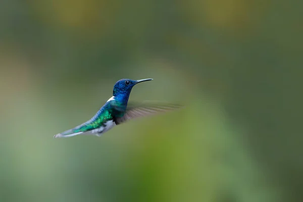 White Necked Jacobin Florisuga Mellivora Flying Rainforest Northwest Costa Rica — Fotografia de Stock