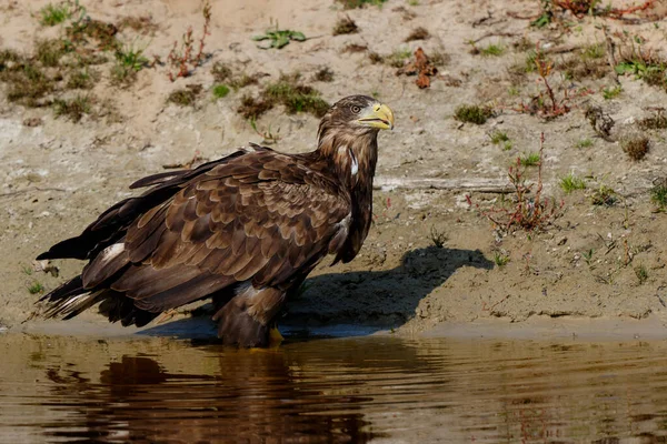 White Tailed Eagle Haliaeetus Albicilla Taking Bath Lake Also Known — Stock fotografie