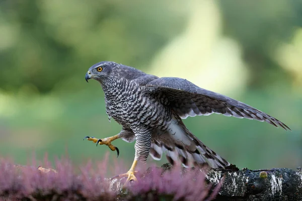 Северный Ястреб Accipiter Gentilis Поисках Пищи Лесу Норд Брабант Нидерландах — стоковое фото