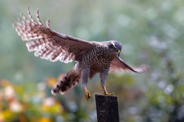 Severní Goshawk Accipiter Gentilis Hledající Potravu Lesích Noord Brabant Nizozemsku — Stock fotografie