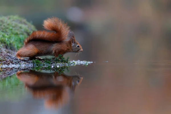 Eurasisches Rothörnchen Sciurus Vulgaris Auf Nahrungssuche Wald Den Niederlanden — Stockfoto