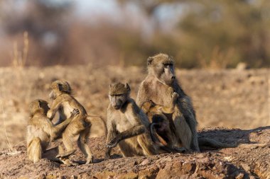 Chacma babunları (Papio ursinus), ayrıca Cape babun olarak da bilinir, Botswana 'daki Tuli Bloğunda bir oyun parkında oturan bir aile.