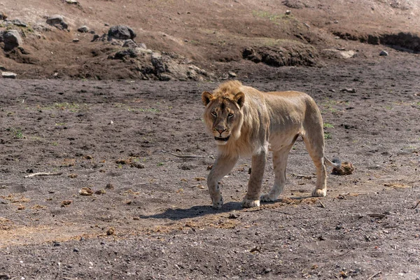 Лев Panthera Leo Мужчина Молодой Мужчина Охотился Сухом Русле Реки — стоковое фото