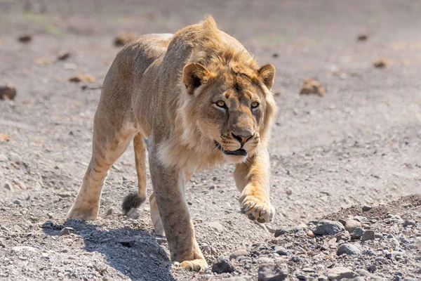 Lion Panthera Leo Male Young Male Hunting Dry Riverbed Mashatu — Fotografia de Stock