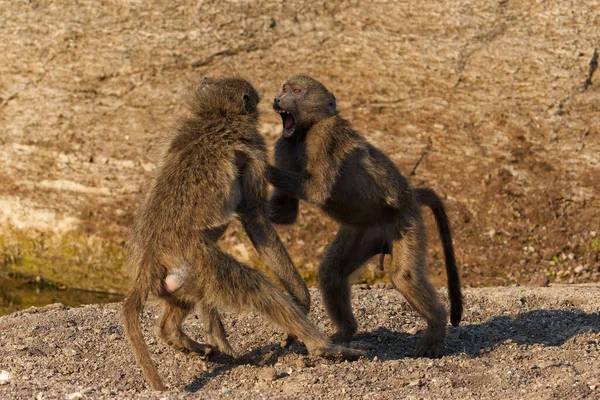 Chacma Baboons Papio Ursinus Also Known Cape Baboon Playing Fighting — стоковое фото